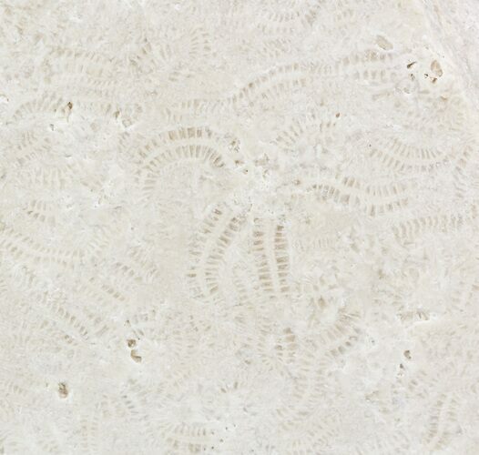 Polished Fossil Brittle Star Mortality Slab - California #56138